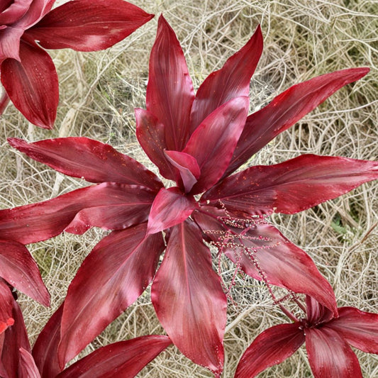 Hawaiian Lilinoe Red Ti Leaf – 3 Fresh Cuttings (6 Inch Logs) | Cordyline fruticosa | Tropical Ornamental Plant | Big Island Grown