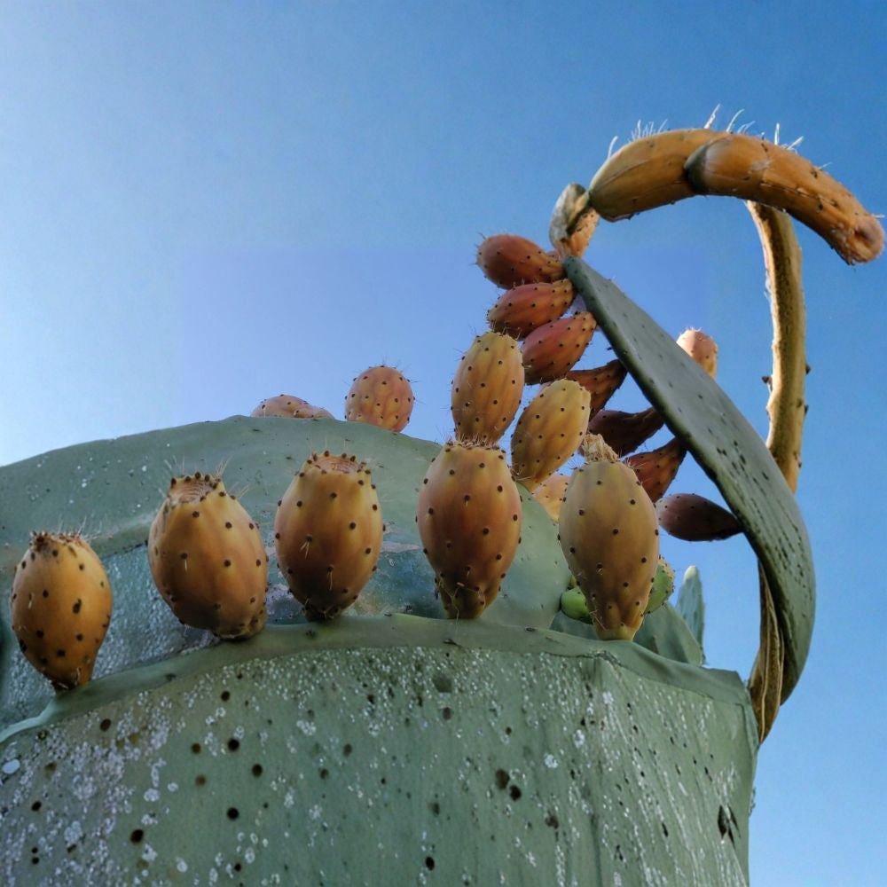 Prickly Pear Cactus – Opuntia (Tuna / Sabra) Organic Cactus Seeds | 60 Count | Edible Fruit Variety  Nopal Seeds | Tuna Amarilla | Drought Tolerant Plant