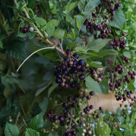 Consort Black Currant Cuttings – 10 Unrooted Cuttings | 4–6 Inch Dormant Cuttings | Ribes nigrum Fruit Bush | Cold Hardy Berry Plant | Easy to Grow