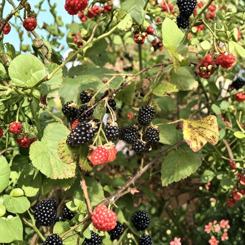 Southern Wild Blackberry Plants – Rubus spp. Live Starter Bushes | Set of 5 | 8–10 Inch Bare Root Plants | Edible Wild Berries | Fast Growing Garden Fruit
