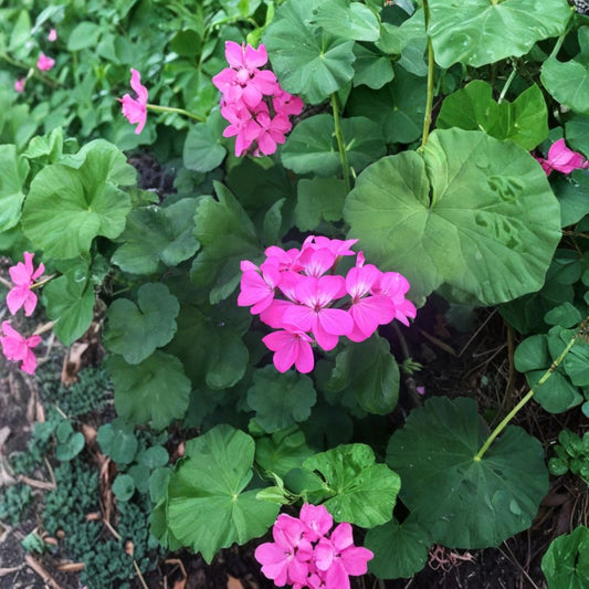 Purple Pink Geranium Cuttings – Pelargonium Zonal 12 Pack | 6 Inch Live Starter Cuttings | Flowering Garden Plant | Easy to Grow