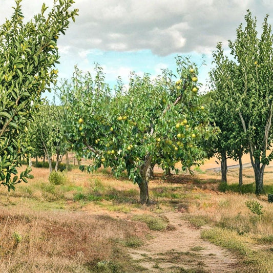 Kieffer Pear Tree – Pyrus communis ‘Kieffer’ Live Bareroot Trees | 2 Tree Bundle | 2–3 Feet Tall  Self-Fertile Fruit Tree | Fast Growing | Cold & Heat Hardy