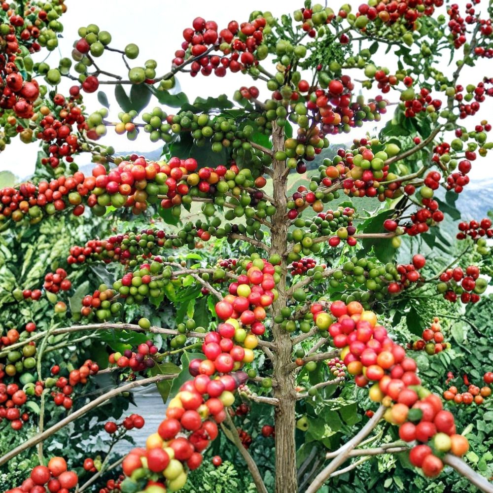 Arabica Coffee Plant – Live Rooted Starter Plant | 2–6 Inches Tall | Ships in Pot | Grow Your Own Coffee | Indoor Tropical Plant | Unique Gift