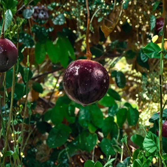 Caimito Star Apple – Chrysophyllum cainito Seeds | 5 Fresh Seeds | Tropical Exotic Fruit Tree | Green Star Apple Seeds