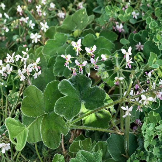Fuzzy Mint Scented Geranium – Rare Pelargonium Cuttings (3 Pack) | Chocolate Mint Fragrant Plant | 6 Inch Live Starter Cuttings