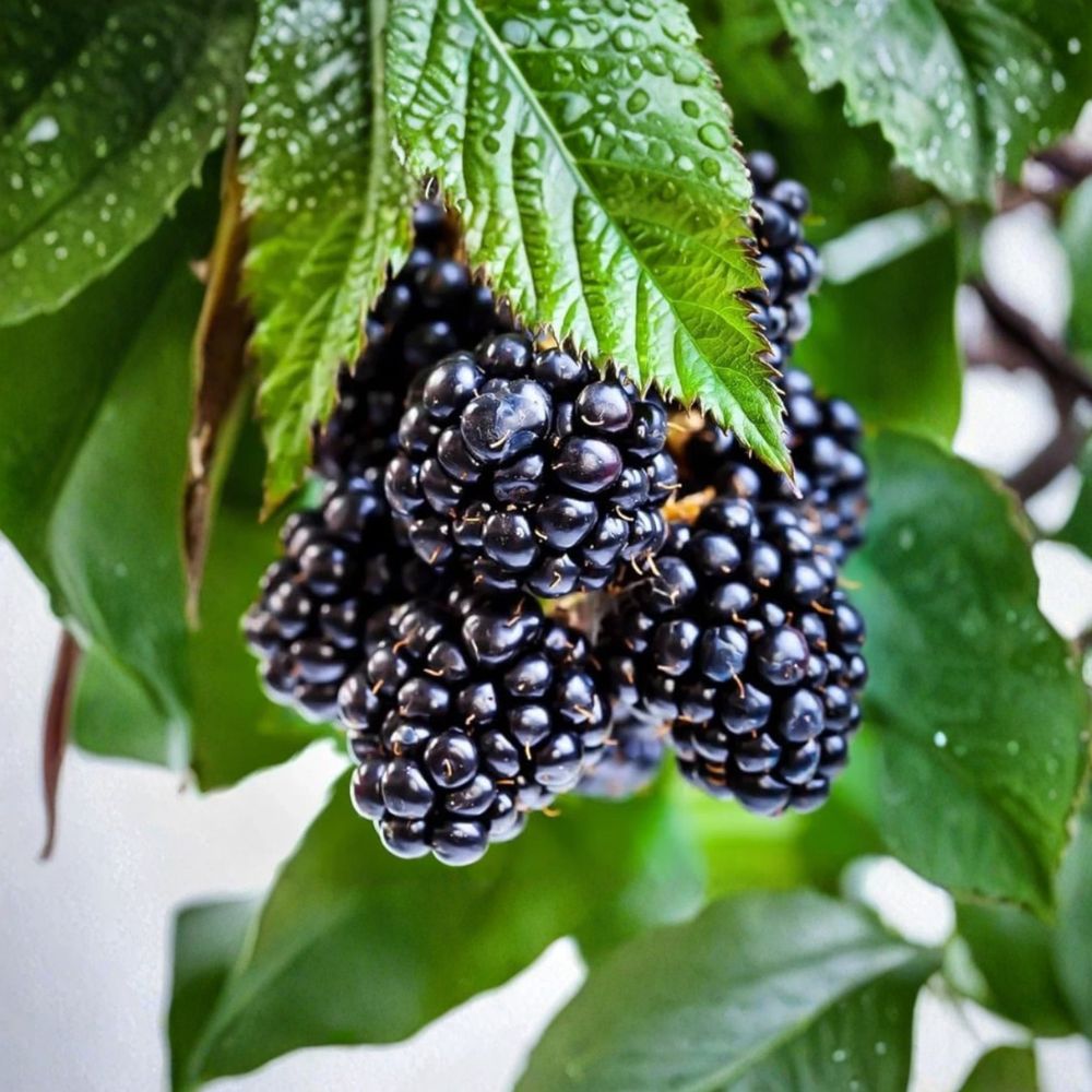 Ouachita Thornless Blackberry Plants – Rubus ‘Ouachita’ Live Starters | Set of 2 | 4–6 Inch Tall | Sweet Large Berries | Healthy Root Ball Plants