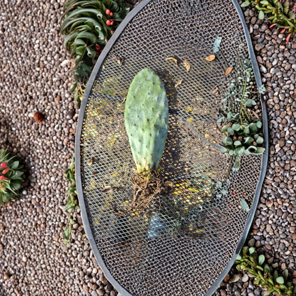 Rooted Prickly Pear Cactus – Opuntia species Live Rooted Pad | 8–12 Inches | Ready to Pot  Organically Grown | Desert Hardy | Easy Care Plant