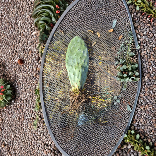 Rooted Prickly Pear Cactus – Opuntia species Live Rooted Pad | 8–12 Inches | Ready to Pot  Organically Grown | Desert Hardy | Easy Care Plant