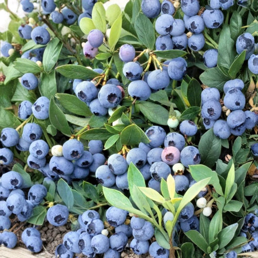 Sunshine Blue Blueberry Plant – Vaccinium ‘Sunshine Blue’ Live Seedling | 4–8 Inches Tall | Compact Berry Bush (No Pot) | Patio & Container Friendly