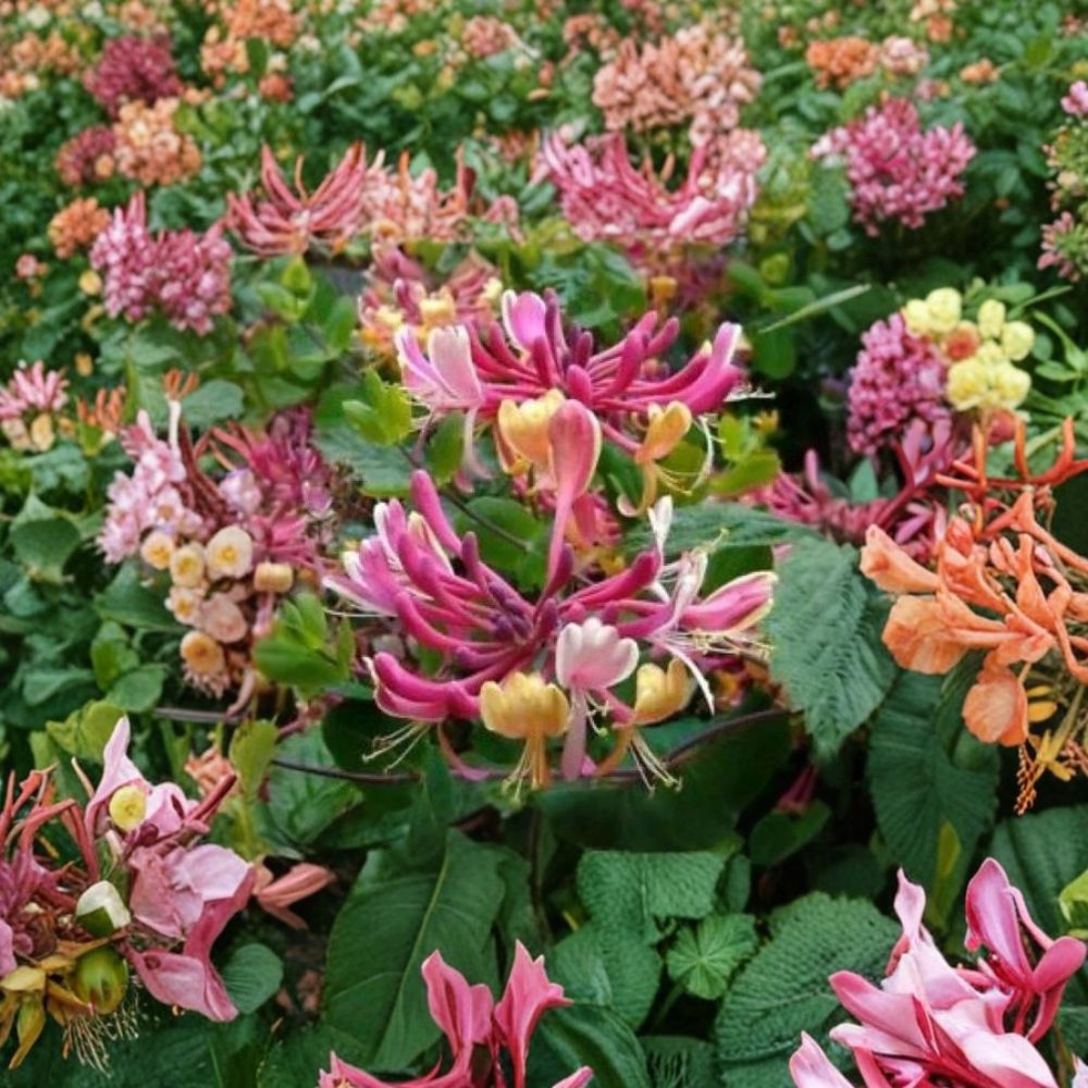 Candy Swirl Honeysuckle Vine – Rooted Starter Plant in Pot | Lonicera Vine | Hummingbird Friendly | Fragrant Climbing Flower