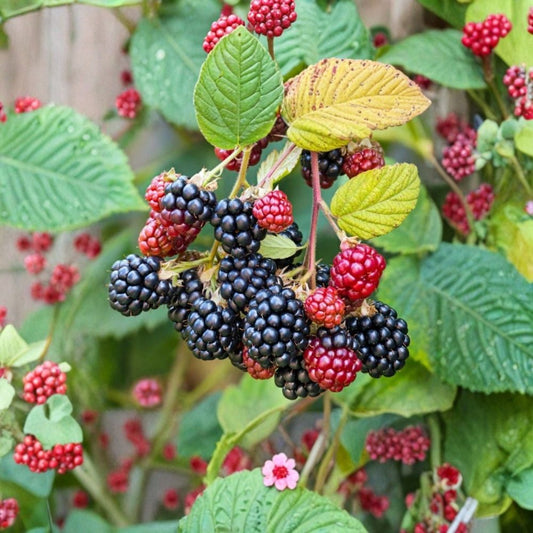 Wild Blackberry Cuttings – 15 Unrooted Cuttings | Edible Berry Plant | Fast Growing Bramble | Wildlife & Pollinator Friendly | Easy to Grow
