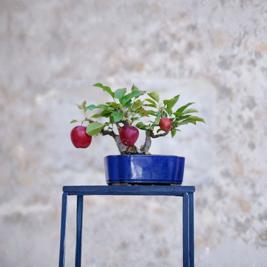 Bonsai Apple Tree Seeds – Malus domestica | 15 Seeds | Mini Apple Tree Bonsai | Indoor Fruit Bonsai Starter Kit