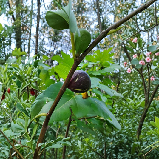 Galicia Negra Fig Cutting – 8–10 Inch Fresh Cutting | Dark Sweet Fig Variety | Rare Fig Tree Starter | Easy to Grow Fruit Plant