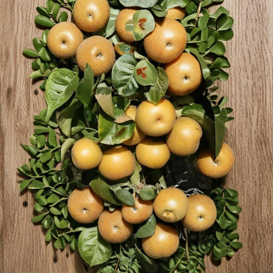 Hosui Pear – Pyrus pyrifolia 25+ Seeds for Planting | Fresh Seeds | FREE Shipping  Asian Pear Variety | Sweet & Crisp Fruit | Backyard Orchard Starter