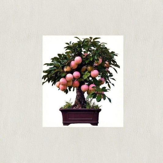 Dwarf Bonsai Apple Tree Seeds – Malus domestica | 50 Seeds | Mini Apple Bonsai | Indoor Fruit Tree Growing Kit
