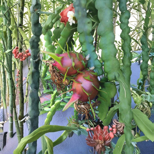 Condor Red Dragon Fruit – 2 Cuttings 9–14 Inch | Hylocereus Pitaya Cactus | Sweet Pink Flesh Fruit | Fast Growing Starter Plant