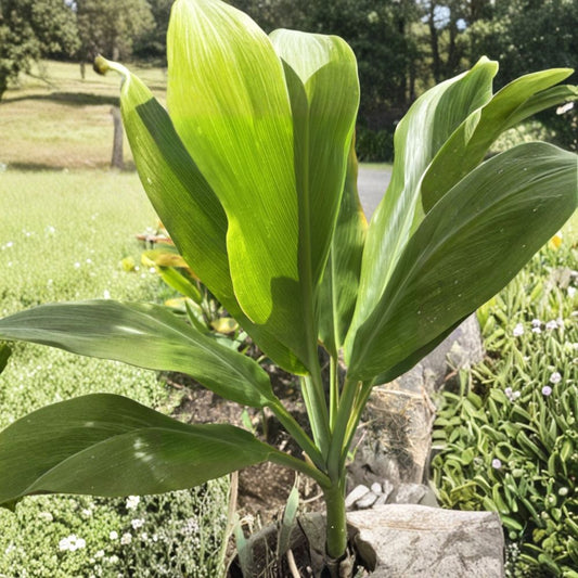 Hawaiian Green Ti Leaf – 2 Cuttings (6–7 Inch Logs) | Cordyline fruticosa | Organic Manoa Grown | Tropical Plant Starter