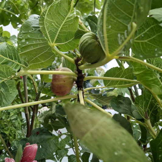 Texas Blue Giant Fig Tree Cuttings – 3 Fresh Ficus Carica Cuttings | 6–8 Inch Dormant Fig Cuttings | Edible Fruit Tree Propagation
