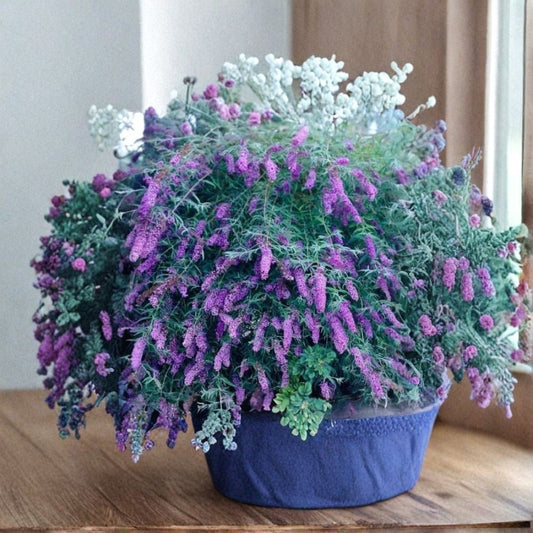 Purple Butterfly Bush Cuttings – 7 Unrooted Cuttings | Buddleja davidii | 6 Inch Live Plant Cuttings | Pollinator Garden | Fast Growing Shrub
