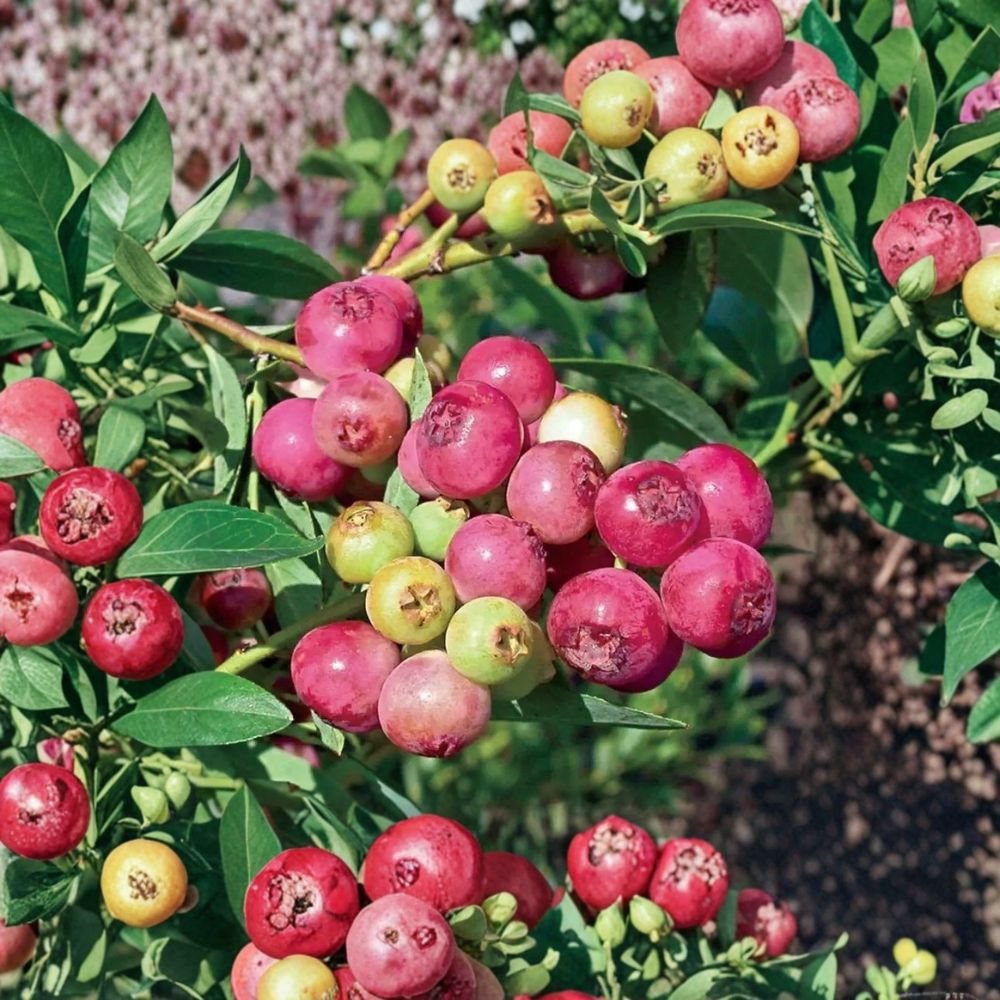 Pink Lemonade Blueberry Plants – Vaccinium ‘Pink Lemonade’ Live Fruit Bush | Set of 2 Rooted Plants | 4–6 Inches Tall | Sweet Pink Berry Shrub