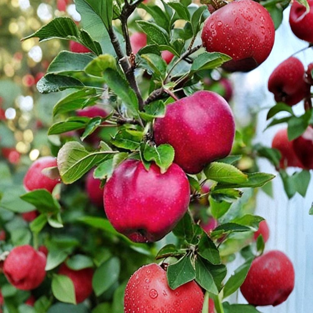 Pink Lady Apple Tree – 2 Ft Live Bare Root Plant | Sweet Crisp Apple Variety | Backyard Orchard Starter | Ready to Plant Fruit Tree