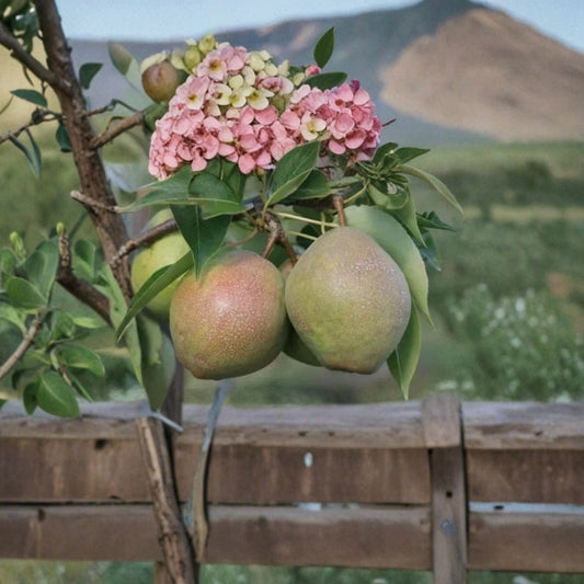 Kieffer Pear Seeds – Pyrus communis 25+ Seeds | USA Sourced | Free Shipping  Sweet Juicy Fruit | Cold Hardy | Grow Your Own Pear Tree