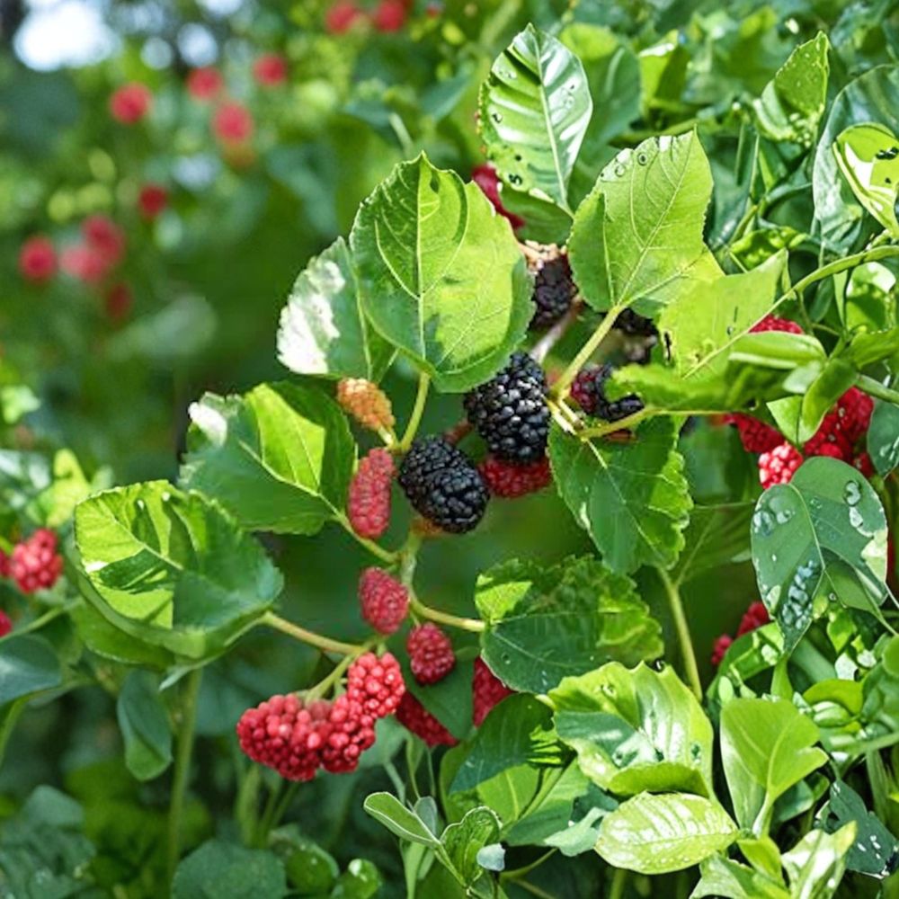 Red Mulberry Tree – Morus rubra Live Seedling | 12–24 Inches Tall | Bare Root – No Pot  Native Fruit Tree Starter | Backyard & Wildlife Friendly | Easy to Grow