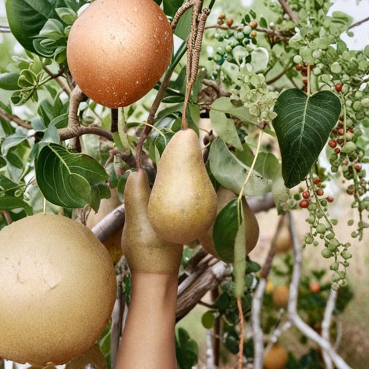 Beurre Bosc Pear – Pyrus communis 25+ Seeds for Planting | Fresh Seeds | FREE Shipping  Classic Bosc Pear Variety | Sweet & Aromatic Fruit | Backyard Orchard Starter