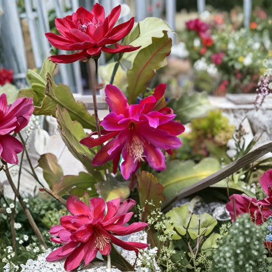 Epiphyllum Fuchsia Orchid Cactus – 6 Cuttings 5–8 Inch | Rare Jungle Cactus | Pink Red Blooming Plant | Easy to Grow