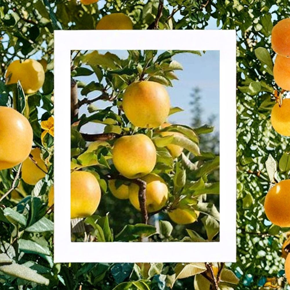 Gold Rush Apple Tree – Malus domestica Live Bare Root | 2 Feet Tall | Sweet-Tart Apple Tree | Backyard Orchard Starter
