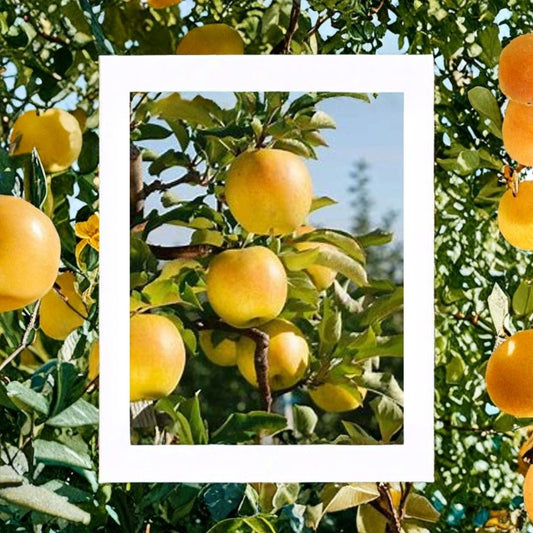 Gold Rush Apple Tree – Malus domestica Live Bare Root | 2 Feet Tall | Sweet-Tart Apple Tree | Backyard Orchard Starter