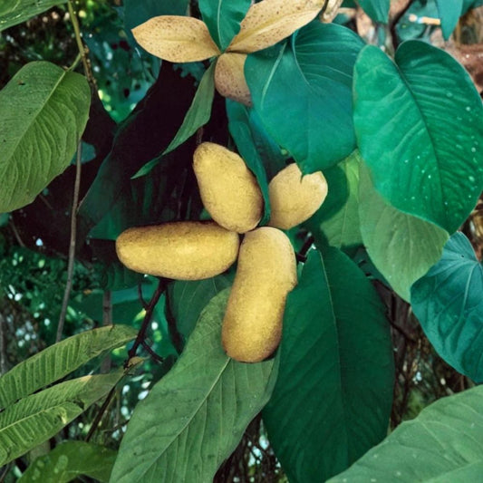 Mango Pawpaw Tree – Asimina triloba Live Rooted Cutting | 2.5–3 Feet Tall | Potted Plant  Cold Hardy Native Fruit | Well-Rooted | Limited Seasonal Stock