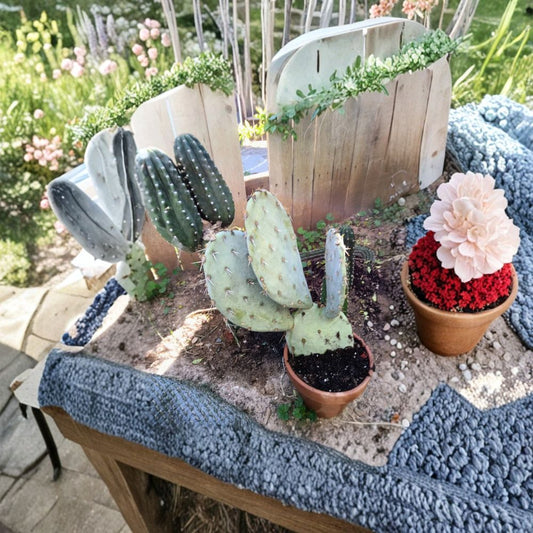 Prickly Pear Cactus – Opuntia species Live Cactus Pads | 3 Pad Bulk Lot | 6 Inch Size  Arizona Grown | Edible & Ornamental | Drought Tolerant