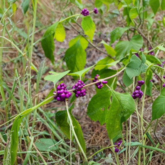 American Beautyberry Cuttings – Callicarpa americana Fresh Cuttings | Set of 12 (8 Inch) | French Mulberry Purple Berry Shrub | Propagation Starter