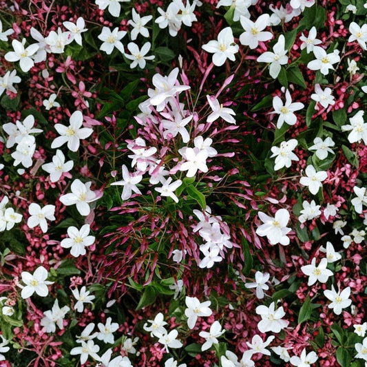 Pink Star Jasmine – Jasminum Polyanthum Cuttings (10 Pack) | 10–15 Inch Fragrant Vine | Fast Growing Climbing Plant | Evergreen Jasmine