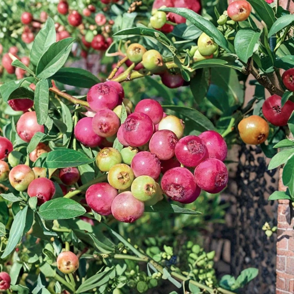 Pink Lemonade Blueberry Plants – Vaccinium ‘Pink Lemonade’ Live Set of 4 | 4–6 Inches Tall | Unique Pink Berry Bush (No Pot)