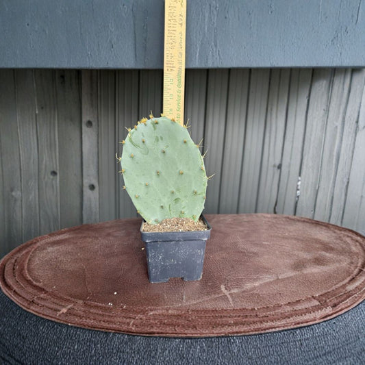 Prickly Pear Cactus – Opuntia species Live Plant Start | Easy Care | Desert Hardy  Drought Tolerant | Full Sun Lover | Great for Garden or Patio