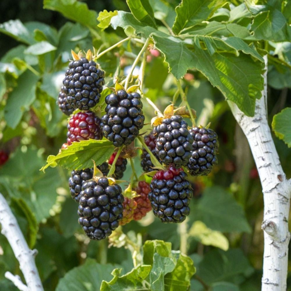 Ouachita Thornless Blackberry Plants – Rubus ‘Ouachita’ Starter Plants | Set of 2 | 4–10 Inch Tall | Sweet Berry Variety | Bare Root Garden Fruit