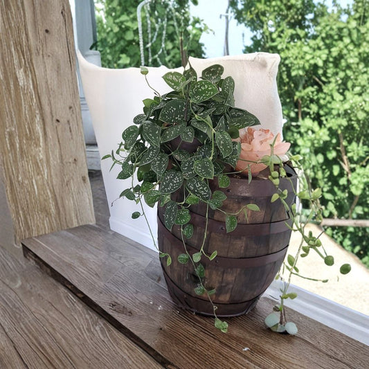 Silver Satin Pothos – Scindapsus Pictus 3 Node Cutting | Rare Trailing Houseplant | Easy Indoor Plant | Unrooted Starter
