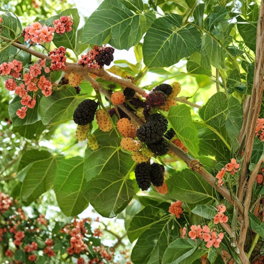 Black Mulberry Tree Cuttings – Morus nigra Propagation Set | 30 Fresh Unrooted Cuttings 12 Inches | Large Fruit Mulberry Starter | Garden Propagation