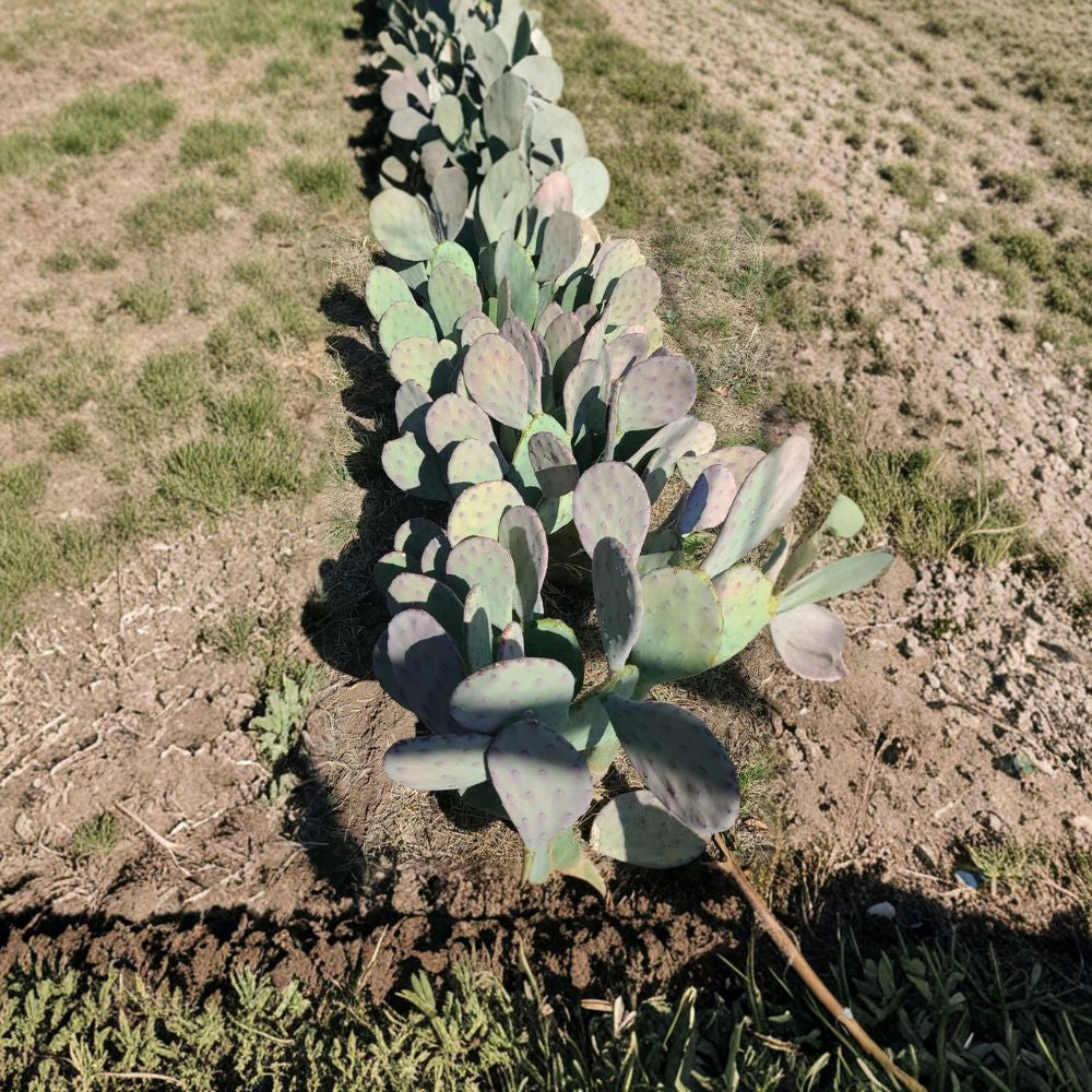 Spineless Prickly Pear – Opuntia ‘Ellisiana’ Live Cactus Pad | Spineless Variety | Easy to Root  West Texas Grown | Hardy Opuntia | Low Maintenance
