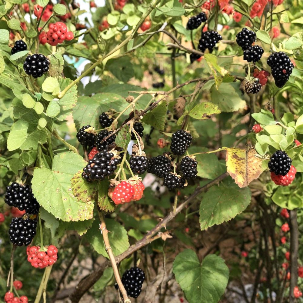 Southern Wild Blackberry Plants – Rubus spp. Live Starter Bushes | Set of 5 | 8–10 Inch Bare Root Plants | Edible Wild Berries | Fast Growing Garden Fruit