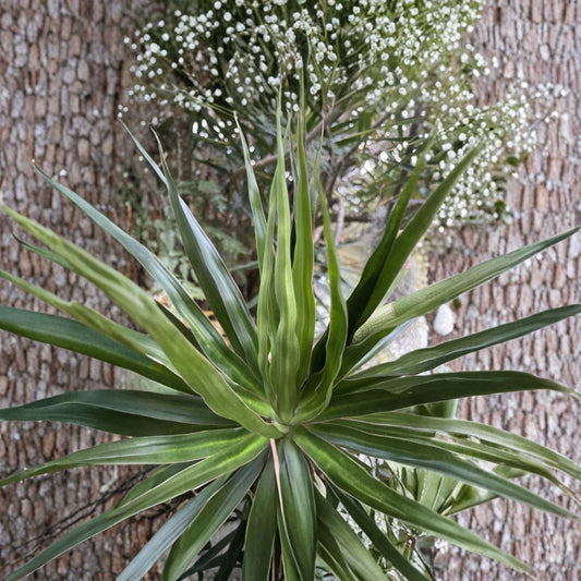 Hawaiian Dragon Tree Cuttings – 3 Pack (4–8 Inches) | Dracaena marginata | Madagascar Dragon Tree | Easy Indoor Plant Starter