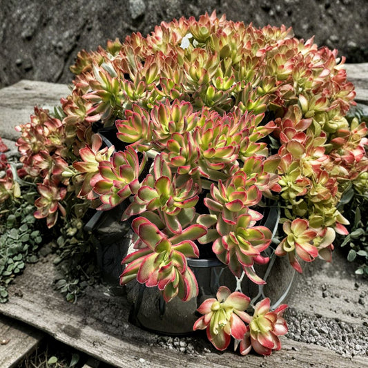 Crassula Daydream Variegated – 3 Cuttings | Rare Succulent Plant | Variegated Crassula Starter | Easy to Grow