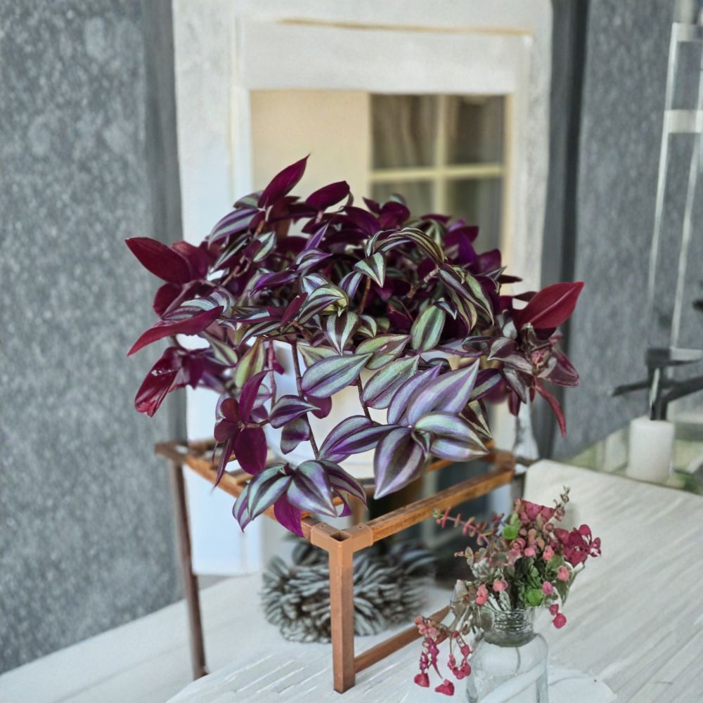 Tradescantia Zebrina Cuttings – 12 Unrooted Cuttings | 4–6 Inch Purple Wandering Jew | Rare Trailing Houseplant | Easy to Grow | Fast Rooting