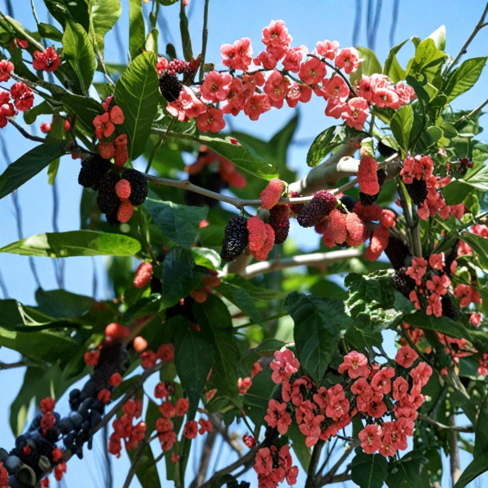 Dwarf Everbearing Mulberry Plants – Morus nigra Live Starter Set | 2 Plants 3–15 Inches Tall | Sweet Berry Fruit Tree | Patio & Container Friendly