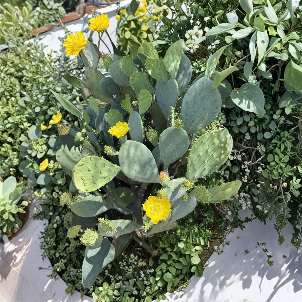 Texas Spineless Nopales – Opuntia (Spineless Variety) Fresh Cactus Pads | 5+ Lbs | Edible & Plantable  South Texas Grown | Organically Raised | Thorn-Reduced