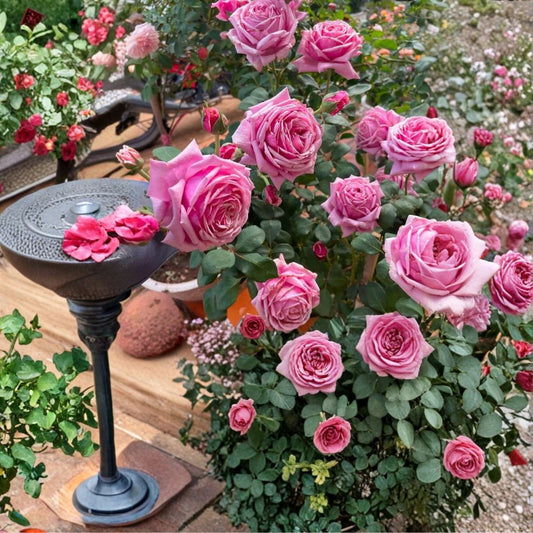 Pink Rose Cuttings – 3 Pack Unrooted 5–8 Inch | Large Bloom Rose Plant | Garden Flower Starter | Easy Propagation