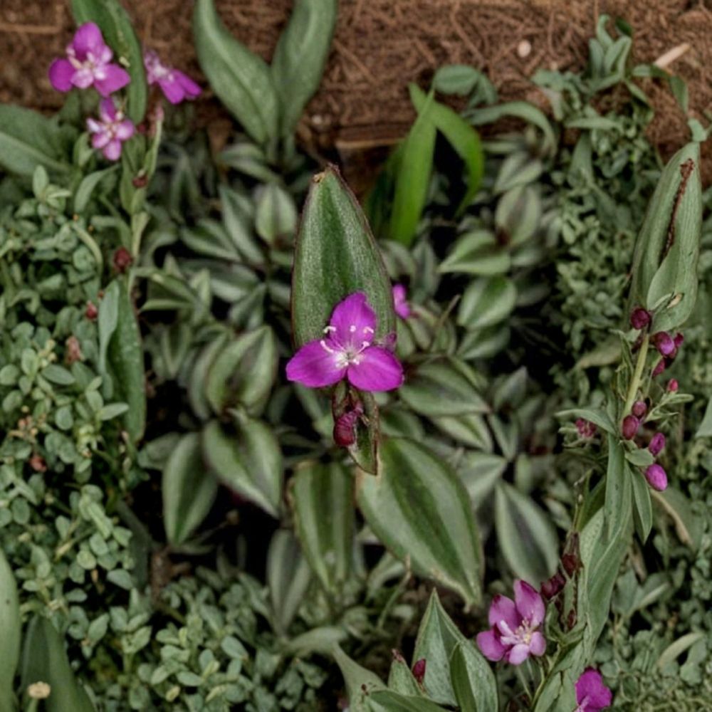 Tradescantia Zebrina “Evanesce” – 18 Cuttings | Rare Wandering Jew Plant | Purple Green Trailing Houseplant | Fast Growing