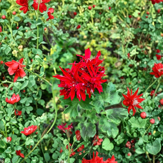 Rare Red Spiky Geranium – Pelargonium Cutting 6 Inch | Unique Bloom Cluster Plant | Hardy Flowering Geranium | Easy to Grow